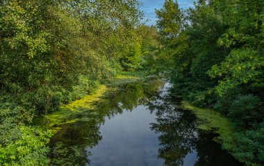 Sakin suları ve çiçekli nilüferleri olan küçük bir nehir ağaçlık bir alanda akar. Güzel doğa..