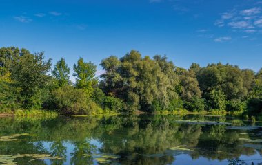 Sakin suları ve çiçekli nilüferleri olan küçük bir nehir ağaçlık bir alanda akar. Güzel doğa..