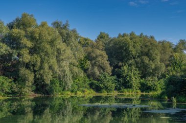 Sakin suları ve çiçekli nilüferleri olan küçük bir nehir ağaçlık bir alanda akar. Güzel doğa..