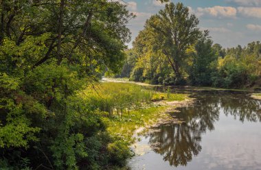 Sakin suları ve çiçekli nilüferleri olan küçük bir nehir ağaçlık bir alanda akar. Güzel doğa..