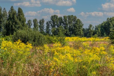 Etrafı otlarla çevrili güzel bir çayır. Doğa turizmi için iyi bir yer.