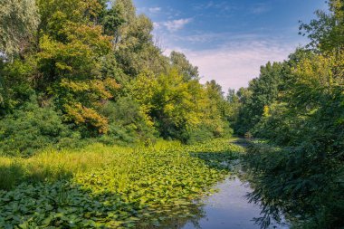 Sakin suları ve çiçekli nilüferleri olan küçük bir nehir ağaçlık bir alanda akar. Güzel doğa..