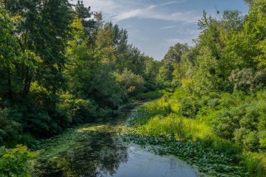 Sakin suları ve çiçekli nilüferleri olan küçük bir nehir ağaçlık bir alanda akar. Güzel doğa..