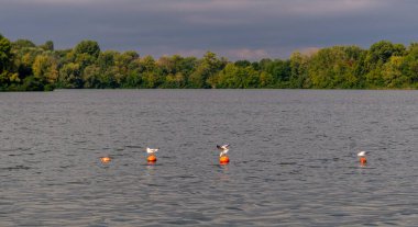 Fildişi martılar sudaki kırmızı şamandıralarda sallanırlar. Uzakta ormanın kapladığı sahili görebilirsin..