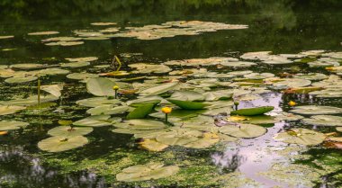 Çiçekli nilüferlerle dolu bir gölet. Güzel doğa..