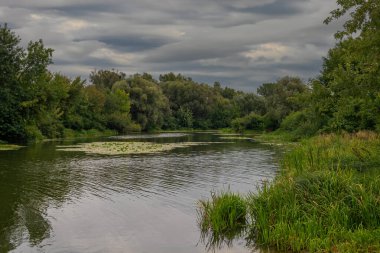 Sakin suları ve çiçekli nilüferleri olan küçük bir nehir ağaçlık bir alanda akar. Güzel doğa..