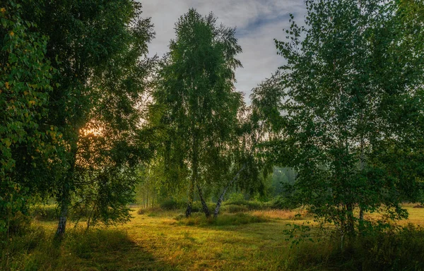 Рано Утром Солнце Прорывается Сквозь Листву Деревьев Хорошее Место Природного — стоковое фото