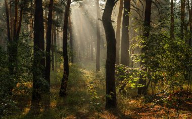 Sonbahar ormanında güneşli bir sabah. Ağaç dallarında güneş ışınları parlıyor. Yürüyüş ve yürüyüş için mükemmel bir hava.
