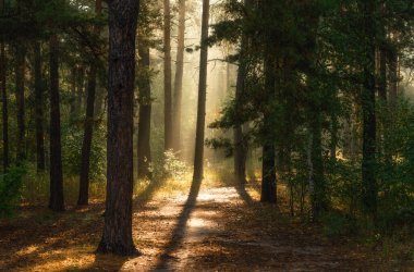 Sonbahar ormanında güneşli bir sabah. Ağaç dallarında güneş ışınları parlıyor. Yürüyüş ve yürüyüş için mükemmel bir hava.