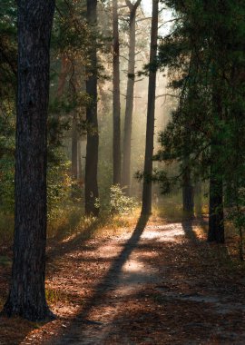 Sonbahar ormanında güneşli bir sabah. Ağaç dallarında güneş ışınları parlıyor. Yürüyüş ve yürüyüş için mükemmel bir hava.