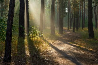 Sonbahar ormanında güneşli bir sabah. Ağaç dallarında güneş ışınları parlıyor. Yürüyüş ve yürüyüş için mükemmel bir hava.