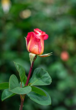 Bahçede çiçekler açan güller. Güzel çiçekler..