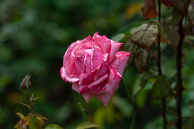 Bahçede çiçekler açan güller. Güzel çiçekler..