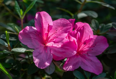 Beautiful blooming azalea with delicate flowers.