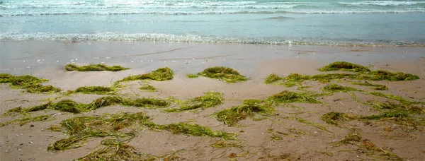 Beach Panorama. Panorama da praia do mar com algas. Praia de areia com alga marinha. — Fotografia de Stock