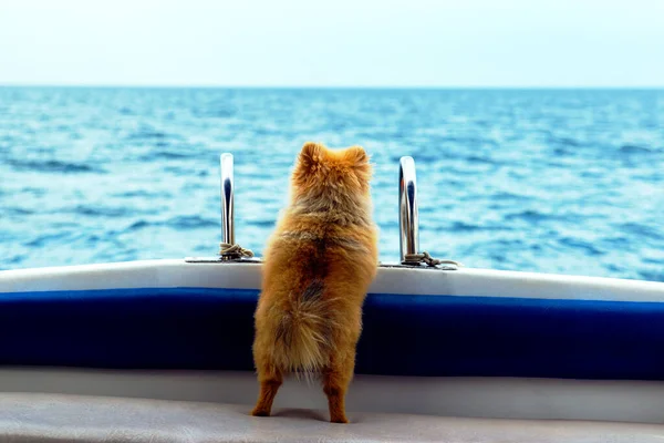 Dog Waiting for Owner. a lonely dog is waiting for his master on a boat. The little Pomeranian Spitz is waiting and missing his master.