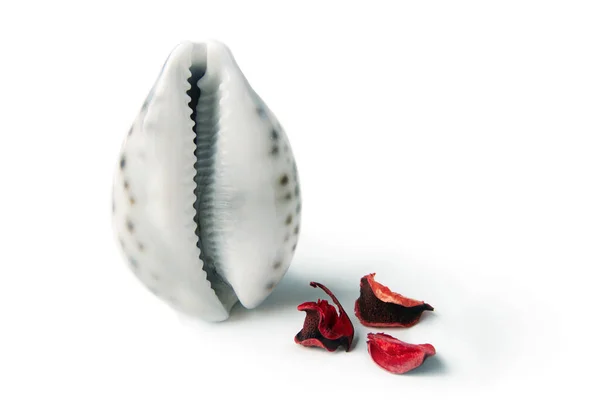 Red Rose Petals Seashell Form Vagina Concept Women Health Menstruation — Fotografia de Stock