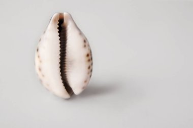 shell in the form of a vagina on a gray background. The concept of women's health, menstruation and menopause. Seashell as a symbol of gynecology. clipart
