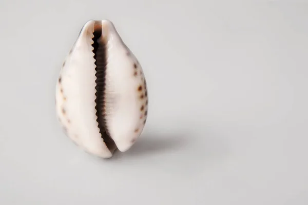 shell in the form of a vagina on a gray background. The concept of women's health, menstruation and menopause. Seashell as a symbol of gynecology.