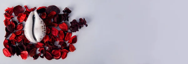 Red Rose Petals Shell Form Vagina White Background Concept Women —  Fotos de Stock