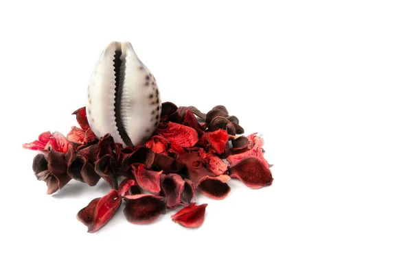 Red rose petals near the shell in the form of a vagina on a white background. The concept of womens health, menstruation and menopause. Seashell as a symbol of gynecology — Fotografia de Stock