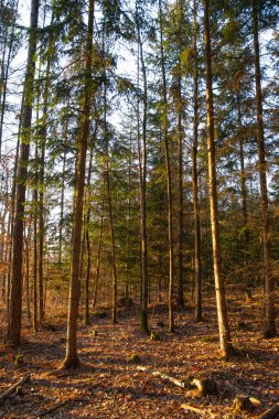 Akşam güneşinin altında bir sonbahar ormanının samimi fotoğrafı.