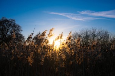 Sonbahar sazlıklarının korusu açık mavi gökyüzünün altında akşam güneşiyle aydınlanıyor.