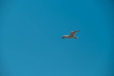 Güneşli bir günde açık mavi gökyüzünde uçan martılar.