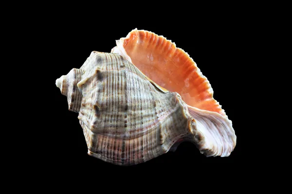 Sea shell on a black background — Stock Photo, Image