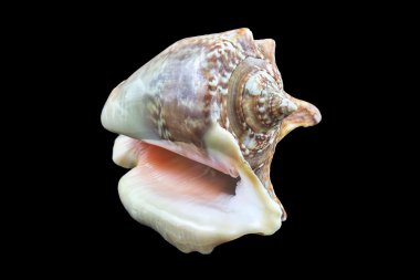 Pitoresk deniz kabuğu