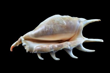 Pitoresk deniz kabuğu