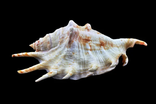 Picturesque sea shell — Stock Photo, Image