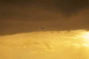 Yalnız bir karga kanatlarını geniş aralayıp yumuşak bulutların üst tabakası tarafından çerçevelenmiş altın sabah gökyüzünde süzülürken hassas kanat deliklerini ortaya çıkarır..