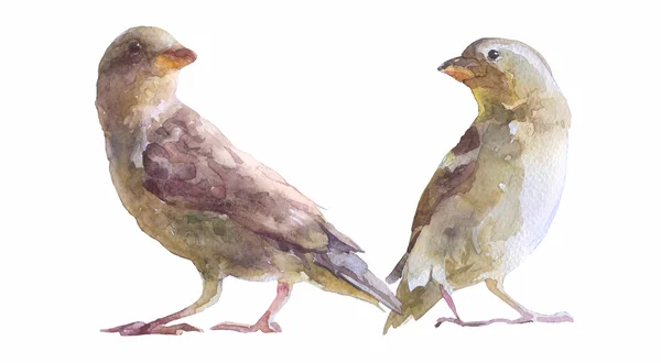 Dois pardais pintados à mão ilustração — Fotografia de Stock