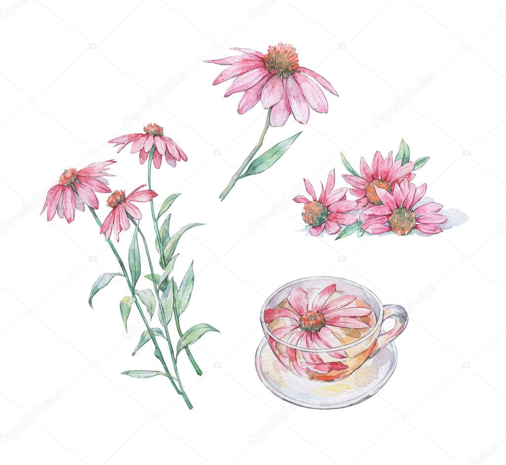 set of echinacea flowers and drink watercolor art