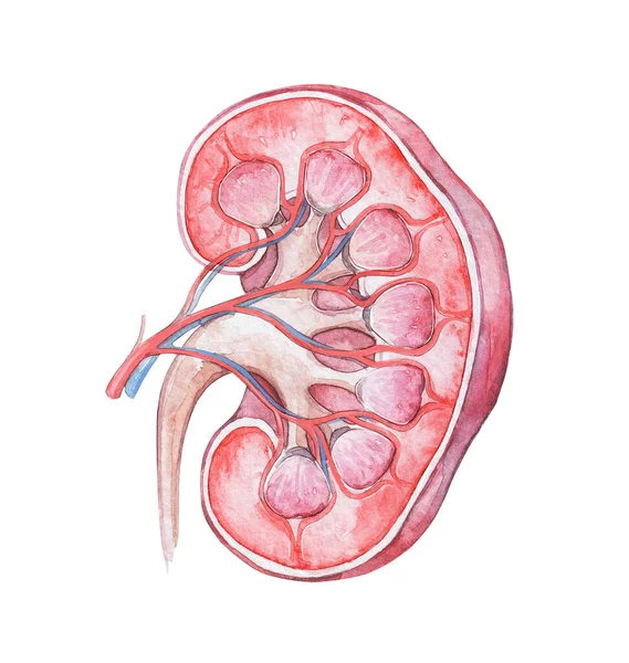 Kidney Organ Scheme Isolated White Watercolor Art — Stock Photo, Image