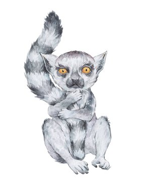 Lemur catta, suluboya sanatını kucaklıyor.