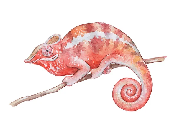 Red Chameleon Branch Watercolor Art — Stock Photo, Image