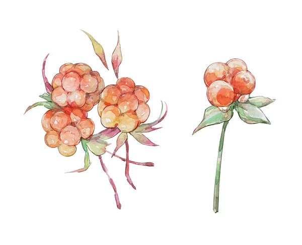 Juicy Golden Cloudberry Stem Leaves Watercolor Art — Stock Photo, Image