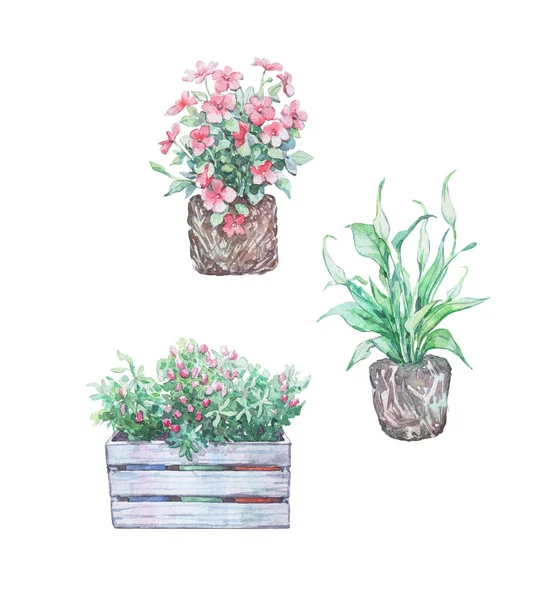 Některé Sazenice Květiny Dřevěné Krabici Akvarel Umění — Stock fotografie