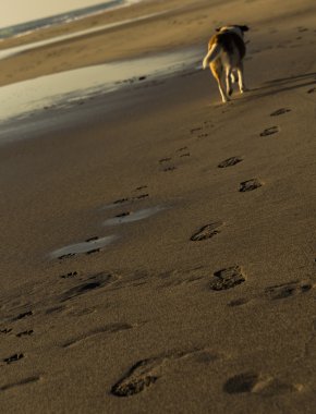 Bir köpek sahibi'nın izinden