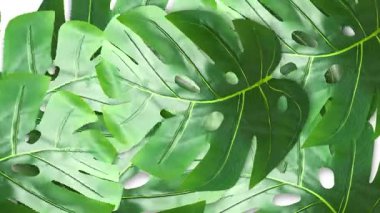 yeşil yaprak geçiş açılışı canlandırması kapanıyor ve açılıyor