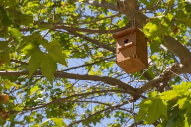 Ahşap iç içe geçmiş kutusunu ağaç üzerinde asılı