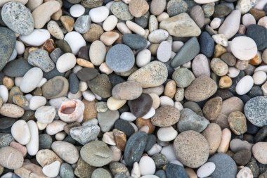 Taşlar, arka plan deniz kabukları