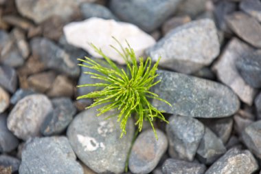 Genç fern taşlardan büyür