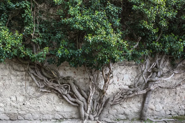 Baum sprießt durch den Stein — Stockfoto