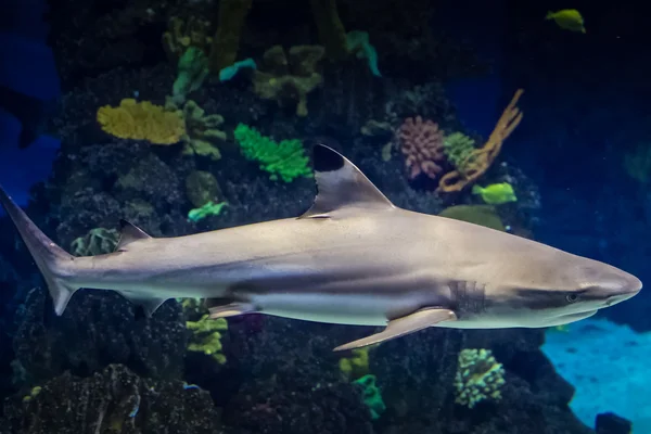 Tiburón en el acuario de Barcelona — Foto de Stock