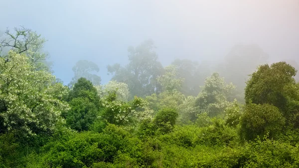 Bosque en niebla — Foto de Stock