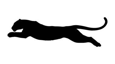 Görkemli aslan vektör çizimi. Siyah bir panterin silueti