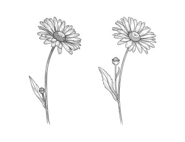 Siyah beyaz çizim tarzında iki narin karahindiba çiçeği çizilmiş.